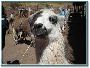 Лама в Перу – животное полезное и уважаемое. И она это знает