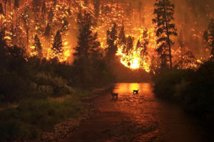 За 12 месяцев — с прошлого сентября по текущий — в Казахстане зафиксировано более 5 тысяч лесных пожаров и пожарных тревог
