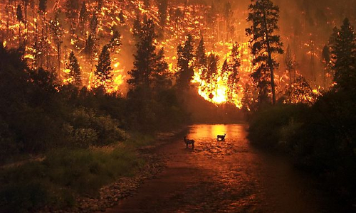 За 12 месяцев — с прошлого сентября по текущий — в Казахстане зафиксировано более 5 тысяч лесных пожаров и пожарных тревог